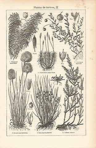 LAMINA ESPASA 11987: Plantas de turbera II