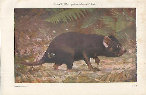 LAMINA ESPASA 12361: Sarcofilo o Sarcophilus satanicus Thos.