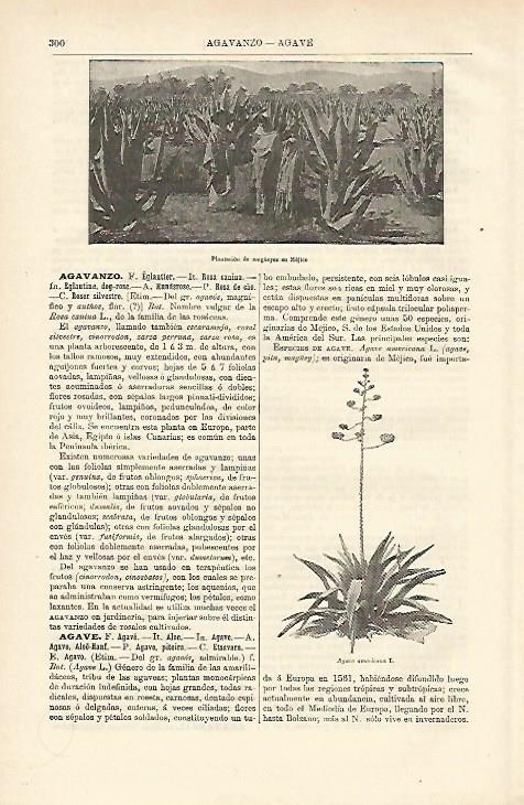 LAMINA ESPASA 12609: Plantacion de magueyes en Mexico