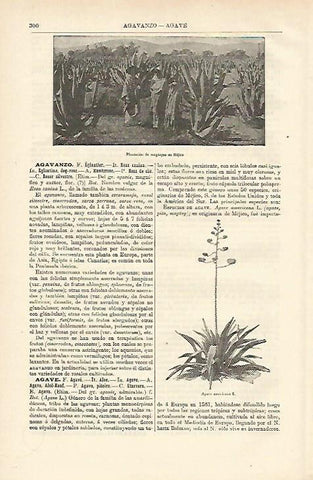 LAMINA ESPASA 12609: Plantacion de magueyes en Mexico