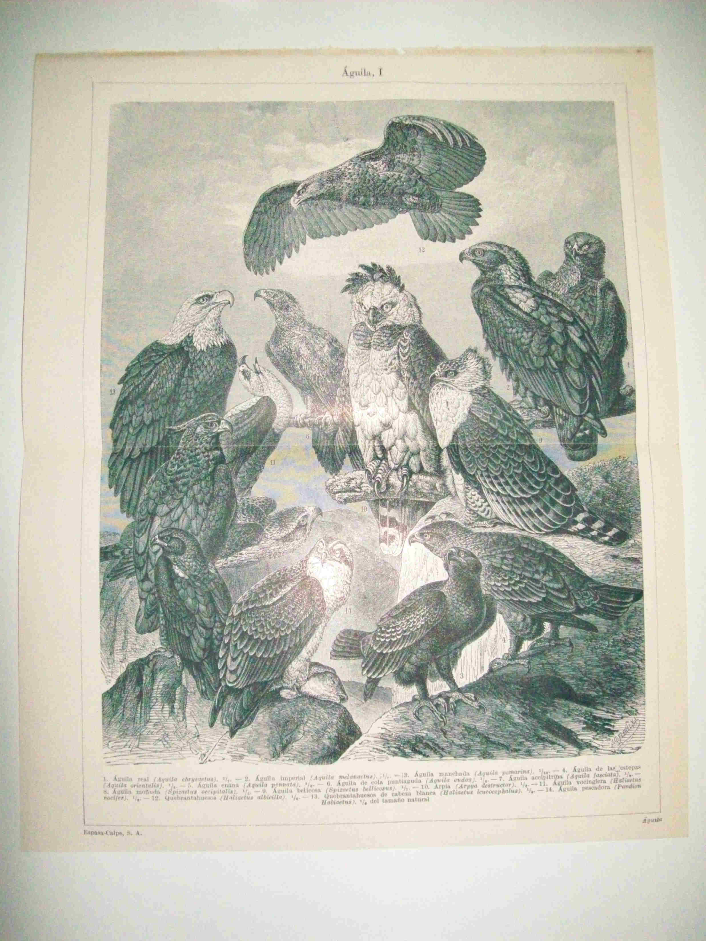 LAMINA ESPASA 12665: Especies de aguila