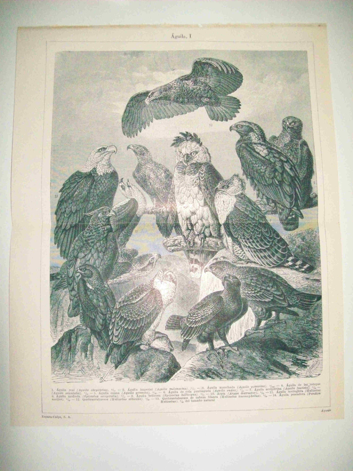 LAMINA ESPASA 12665: Especies de aguila