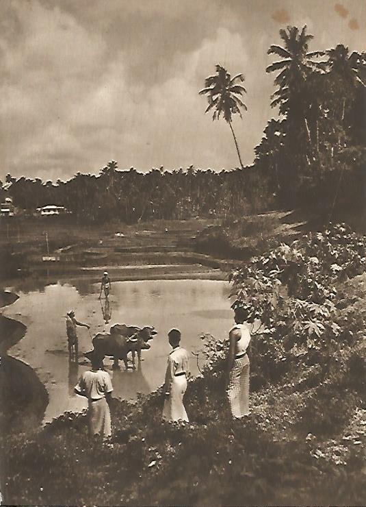 LAMINA GEOGRAFIA 0036: Plantaciones de arroz en Sri Lanka