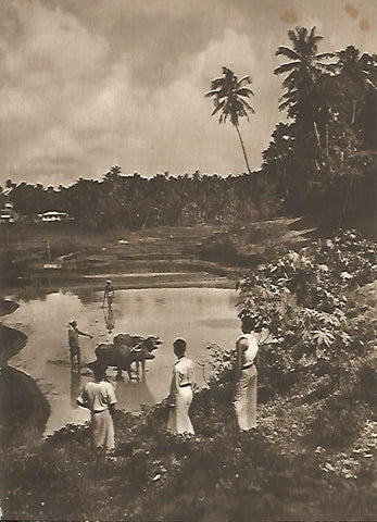 LAMINA GEOGRAFIA 0036: Plantaciones de arroz en Sri Lanka
