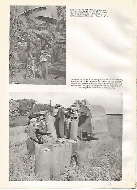 LAMINA GEOGRAFIA 0079: Plantacion de bananos y de arroz Australia