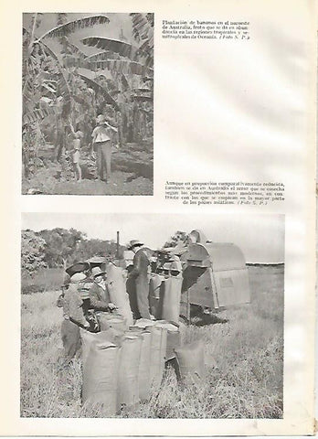 LAMINA GEOGRAFIA 0079: Plantacion de bananos y de arroz Australia