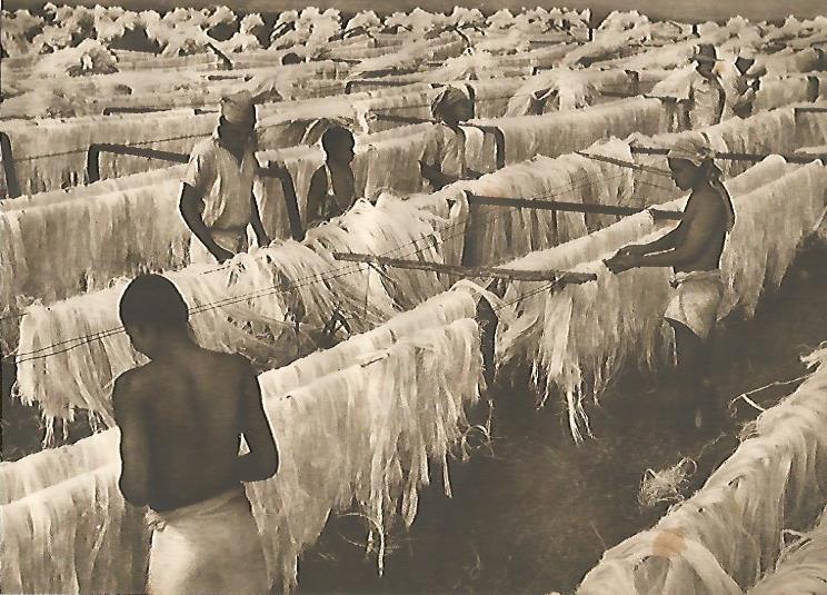 LAMINA GEOGRAFIA 0129: Industria de sisal en Tanganyika Tanzania
