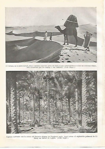 LAMINA GEOGRAFIA 0154: Sahara y oasis de El Marg en Egipto
