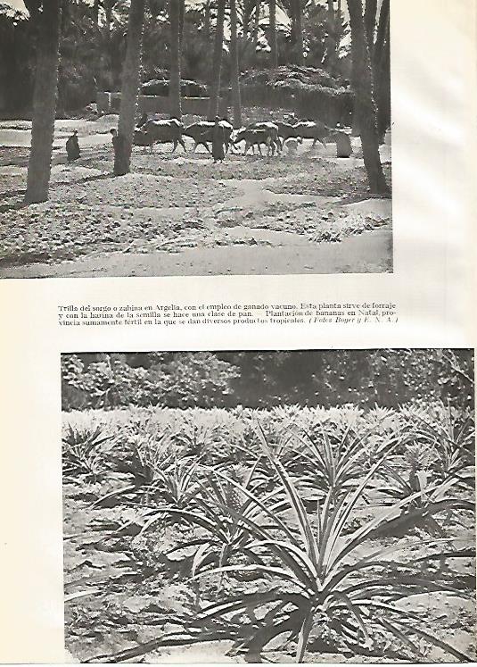LAMINA GEOGRAFIA 0155: Trilla de la zahina en Argelia