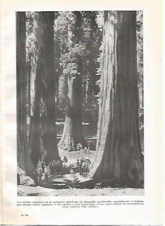 LAMINA GEOGRAFIA 0185:  Sequoias en Estados Unidos