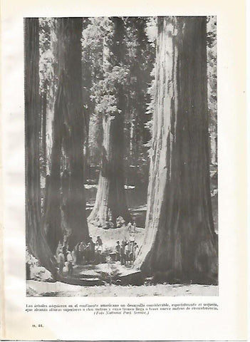 LAMINA GEOGRAFIA 0185:  Sequoias en Estados Unidos