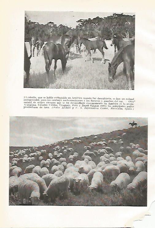 LAMINA GEOGRAFIA 0186: Caballos y ovejas en Estados Unidos y Argentina