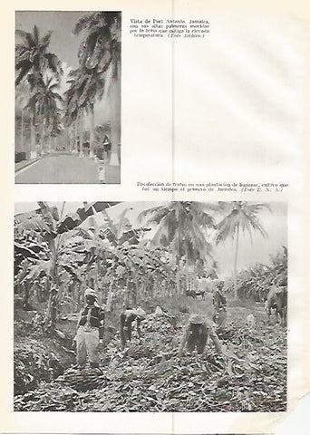 LAMINA GEOGRAFIA 0229: Vista de Port Antonio y recoleccion de bananos en Jamaica