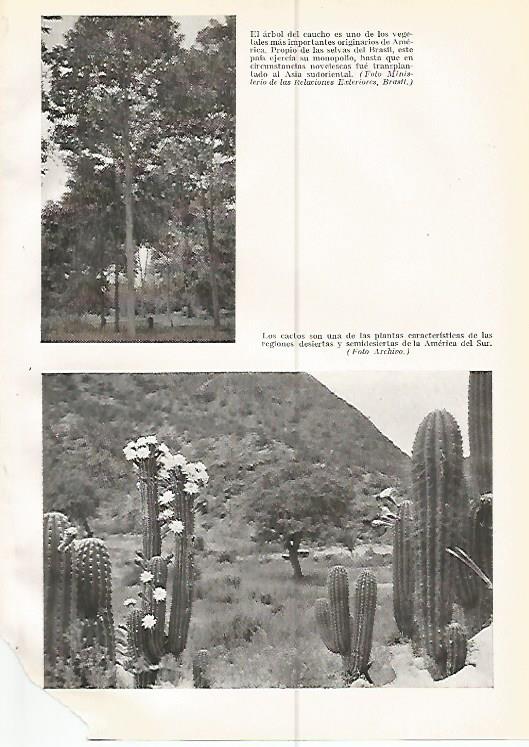 LAMINA GEOGRAFIA 0233: Arbol del caucho  y cactos Brasil