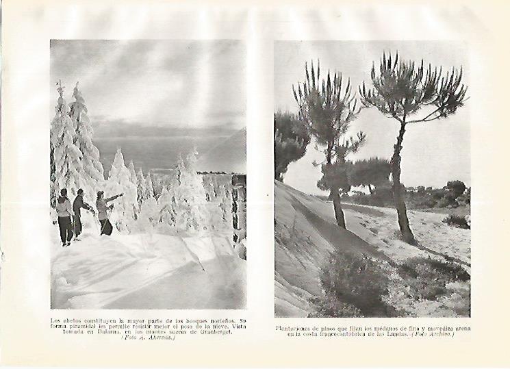 LAMINA GEOGRAFIA 0280: Abetos en Dalarna Suecia y plantaciones de pino