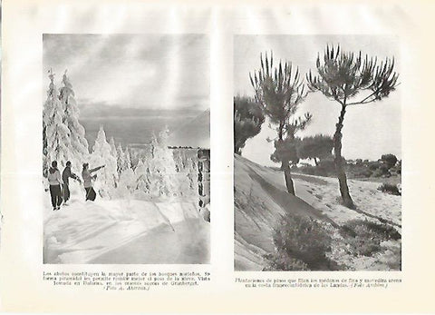 LAMINA GEOGRAFIA 0280: Abetos en Dalarna Suecia y plantaciones de pino