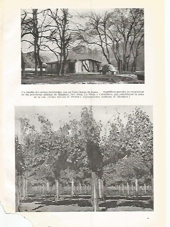 LAMINA GEOGRAFIA 0299: Rancho y parrales de Mendoza Argentina