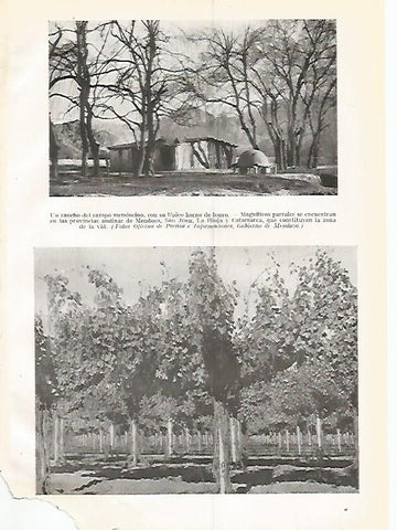 LAMINA GEOGRAFIA 0299: Rancho y parrales de Mendoza Argentina