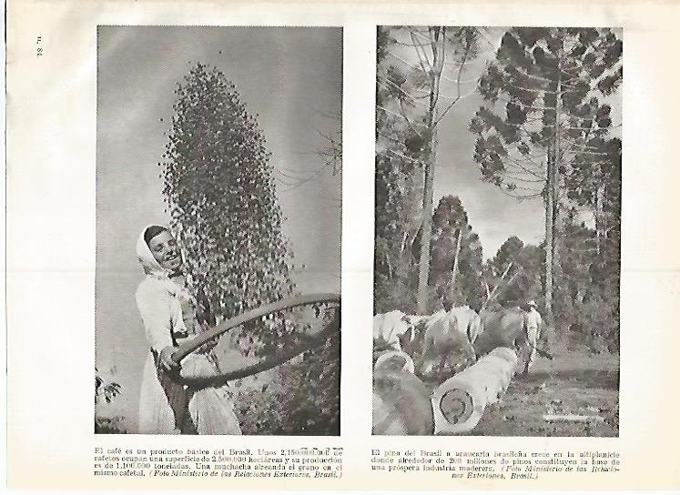 LAMINA GEOGRAFIA 0307: Plantacion de cafe y de pinos de Brasil