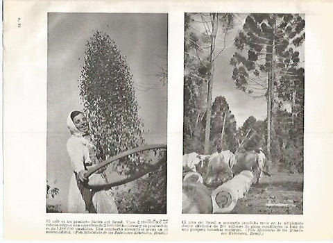 LAMINA GEOGRAFIA 0307: Plantacion de cafe y de pinos de Brasil