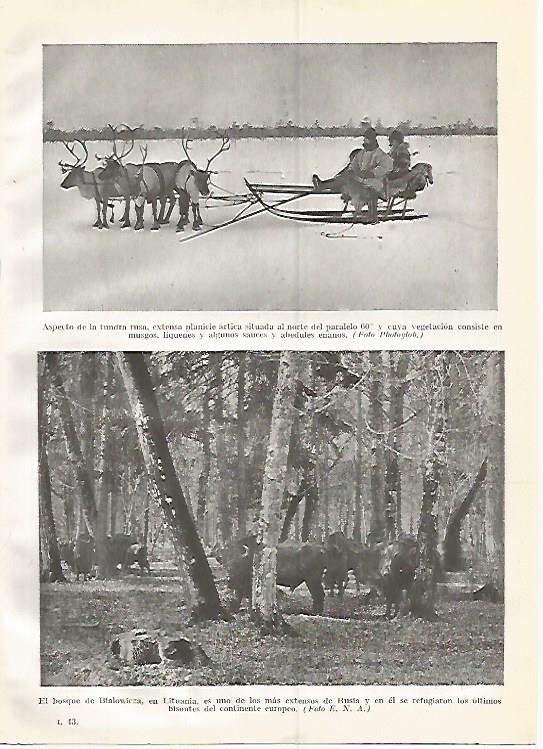 LAMINA GEOGRAFIA 0351: Tundra rusa y bosque de Bialowicza en Laponia