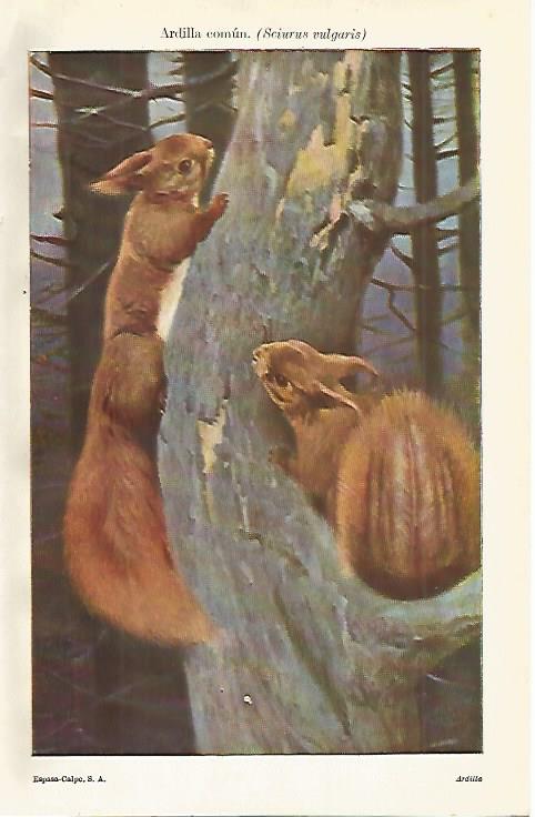 LAMINA ESPASA 12734: Ardilla comun o Sciurus vulgaris