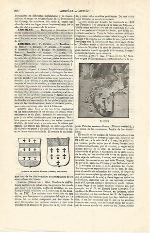 LAMINA ESPASA 12809: Armiño o M. erminea