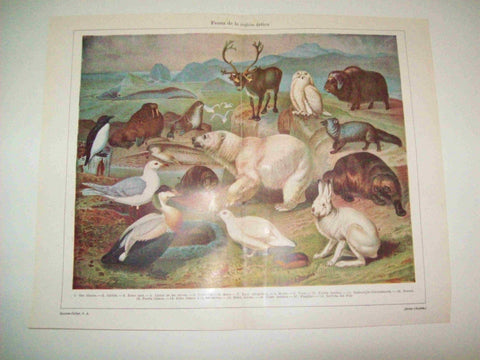 LAMINA ESPASA 12851: Fauna de la region artica