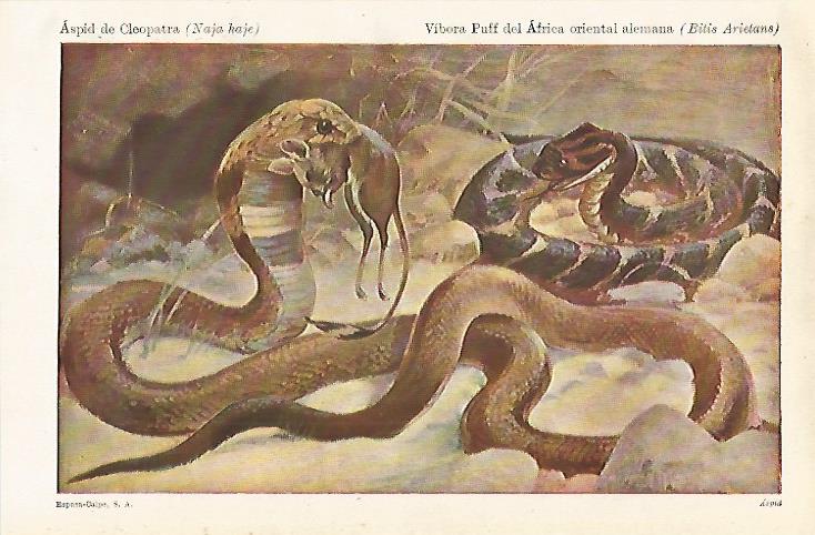 LAMINA ESPASA 12908: Vibora Ouff de Africa oriental alemana o Bitis Arietans