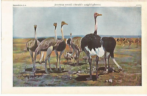 LAMINA ESPASA 13035: Avestruz somali o Struthio molybdophanes