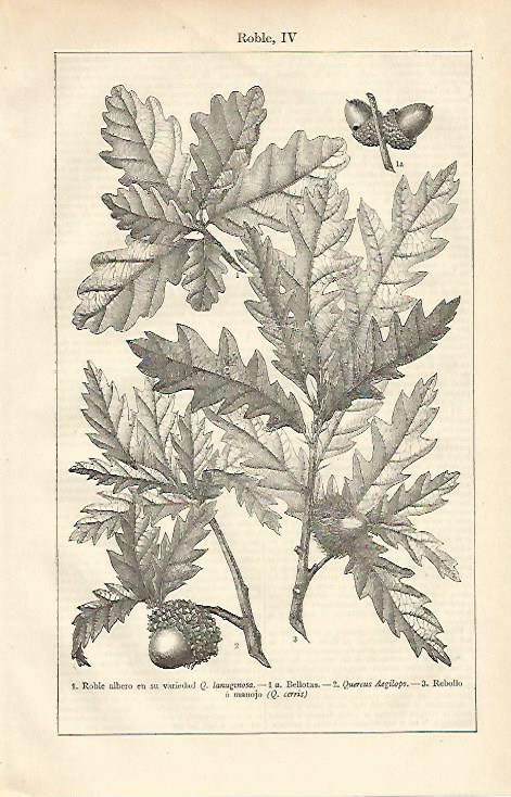 LAMINA ESPASA 13695: Roble albero