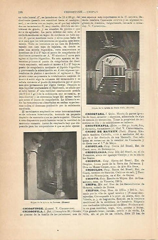 LAMINA ESPASA 14194: Cripta de la iglesia de Santa Sofia en Dresde