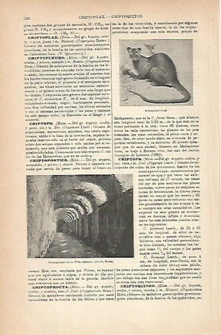 LAMINA ESPASA 14197: Criptoprocta feroz
