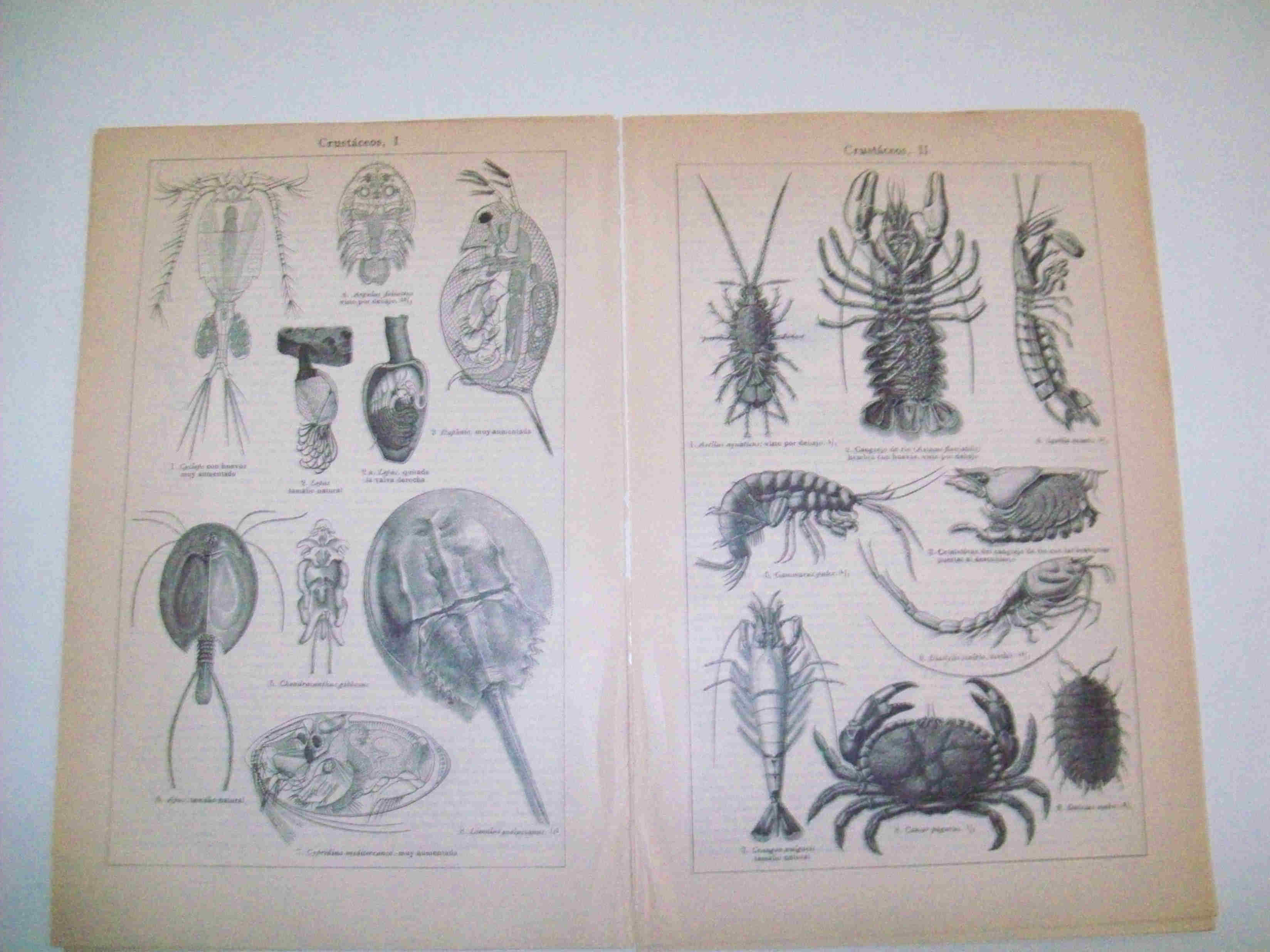 LAMINA ESPASA 14269: Crustaceos