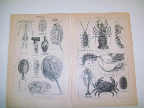 LAMINA ESPASA 14269: Crustaceos