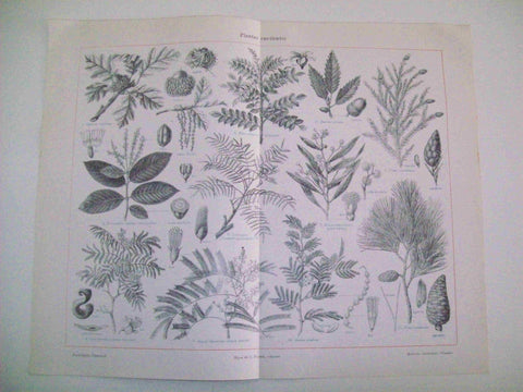 LAMINA ESPASA 14385: Plantas curtientes