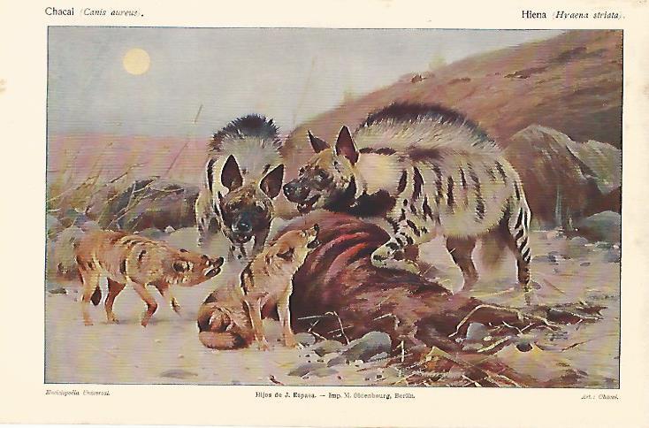 LAMINA ESPASA 14407: Chacal o Canis aureus