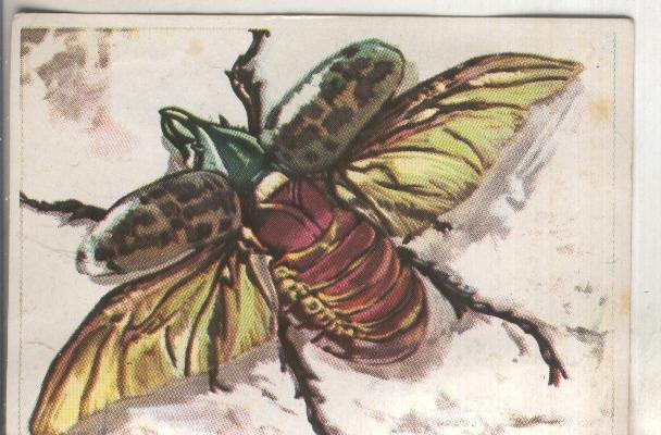 Cromos: Historia Natural numero 112