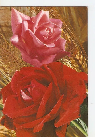Postal 028217 : Rosas