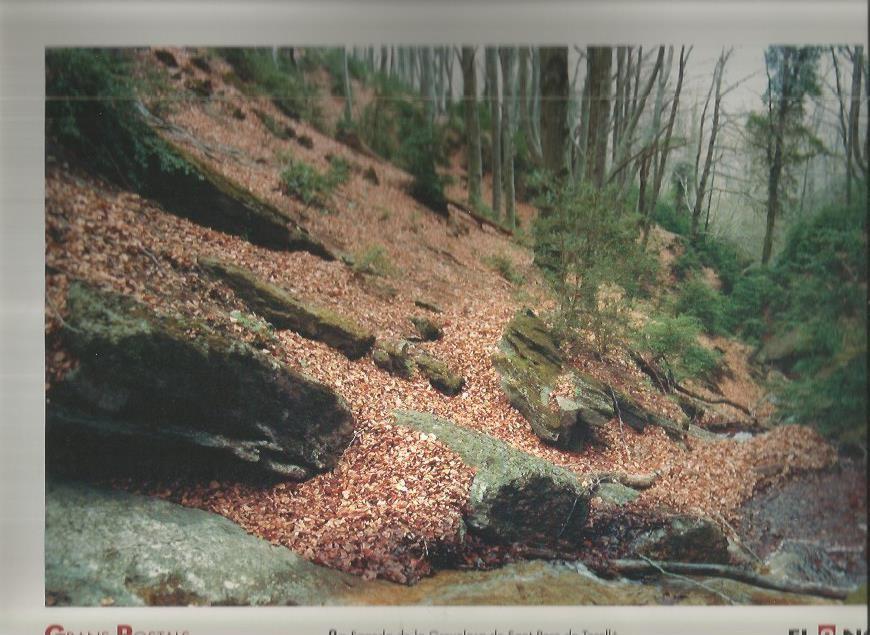LAMINA 1842: Fageda de la Grevolosa de Sant Pere del Torello