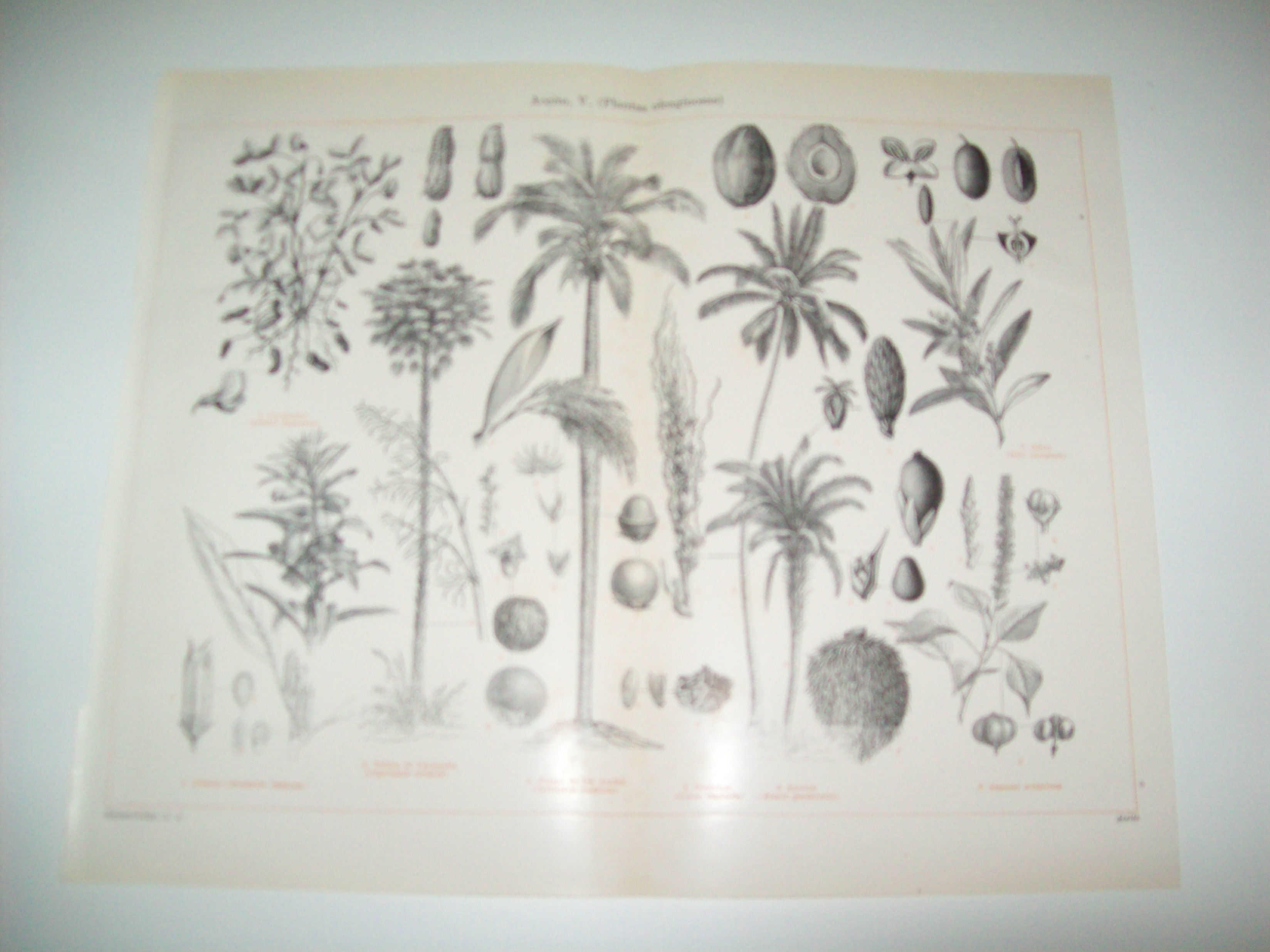 LAMINA ESPASA 8018: Plantas oleaginosas