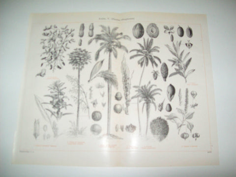 LAMINA ESPASA 8018: Plantas oleaginosas