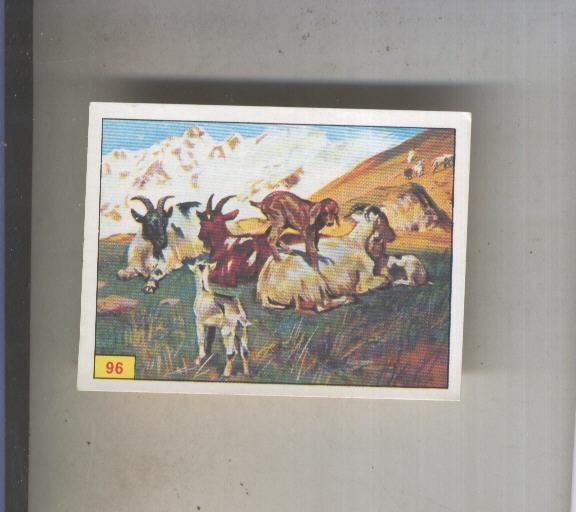 Cromo  Mamiferos de Panini numero 096