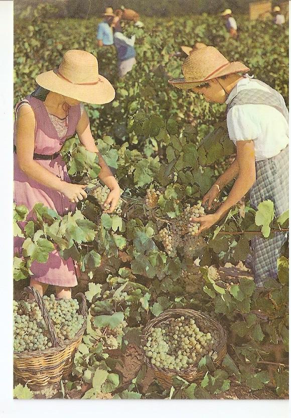 Postal 045642 : Cavas Codorniu. Vendimia