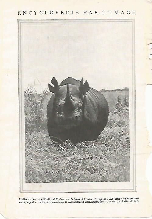 LAMINA 3826: RINOCENTE
