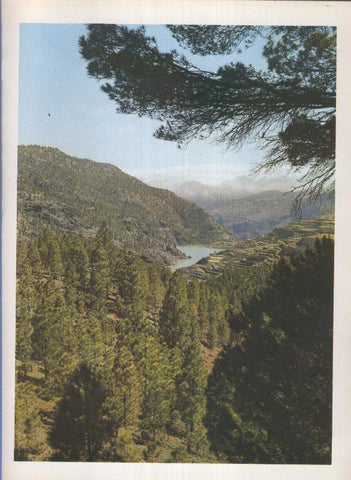 Gran Canaria: Lamina 31: Pinos en el Tamadaba