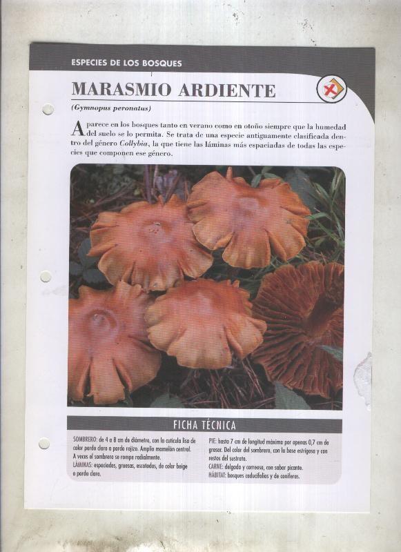 Bolets ficha 064: Marasmio ardiente (Gymnopus peronatus)