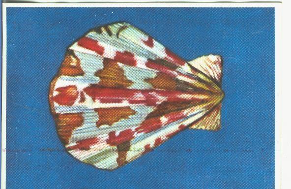 Cromos: Historia Natural numero 151