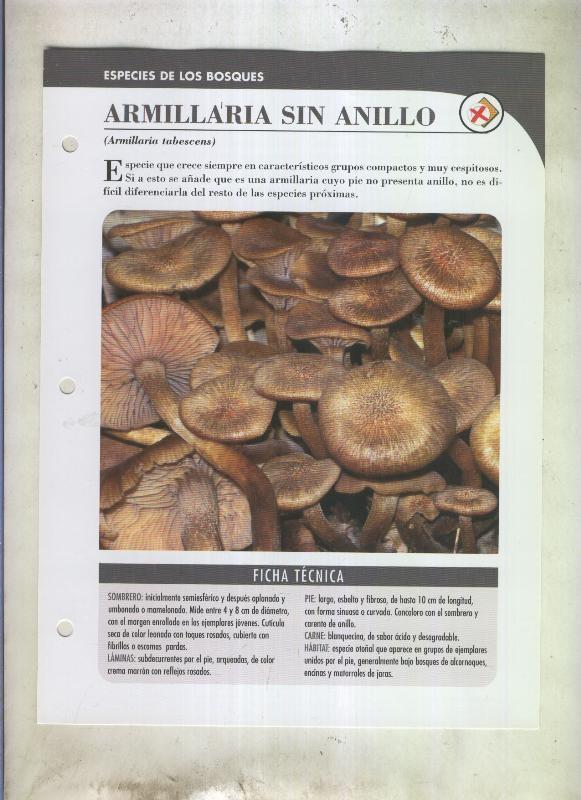 Bolets ficha 080: Armillaria sin anillo (armillaria tabescens)