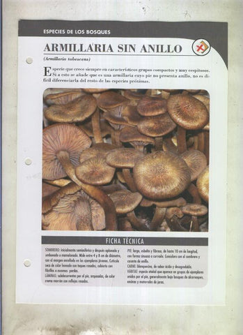 Bolets ficha 080: Armillaria sin anillo (armillaria tabescens)